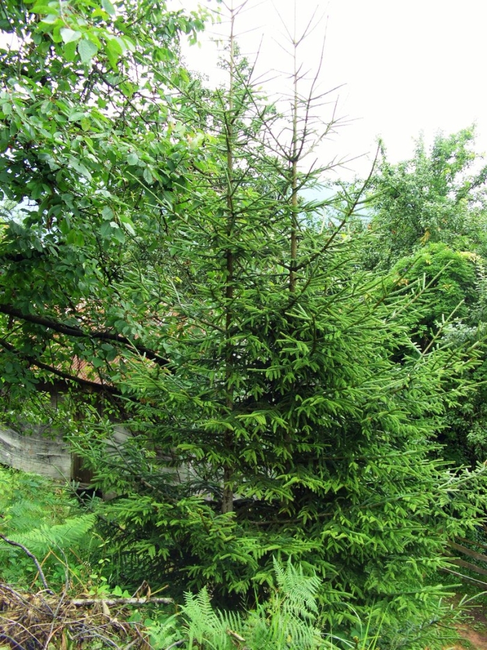 Ель европейская picea abies