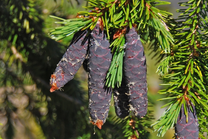 Ель черная picea mariana