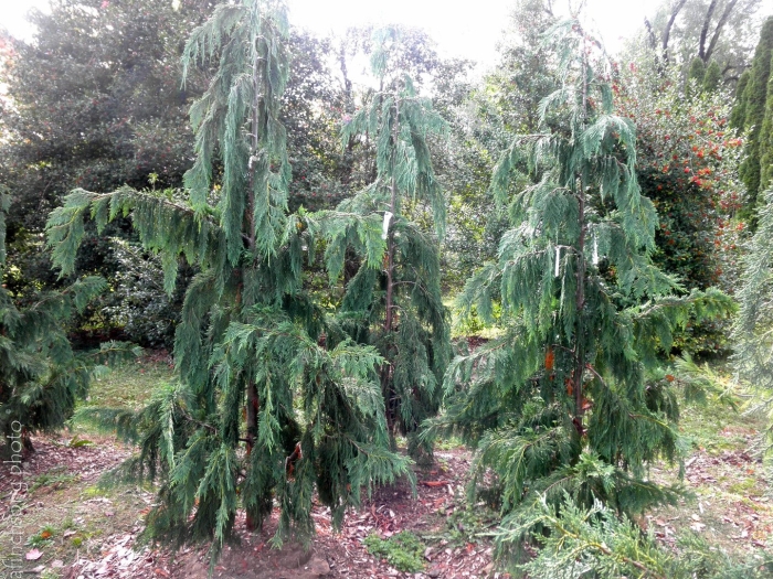 Кипарисовик нутканский pendula