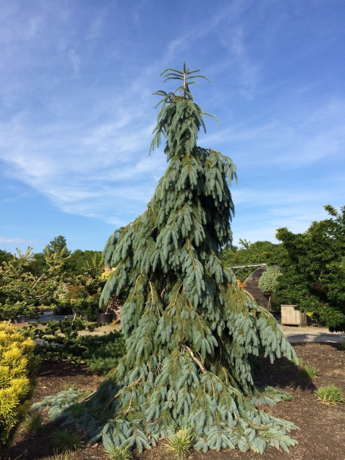 Ель энгельмана буш лейс