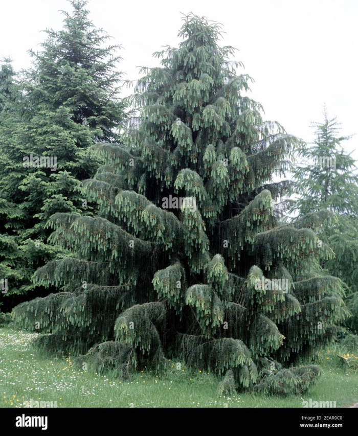 Ель бревера picea breweriana