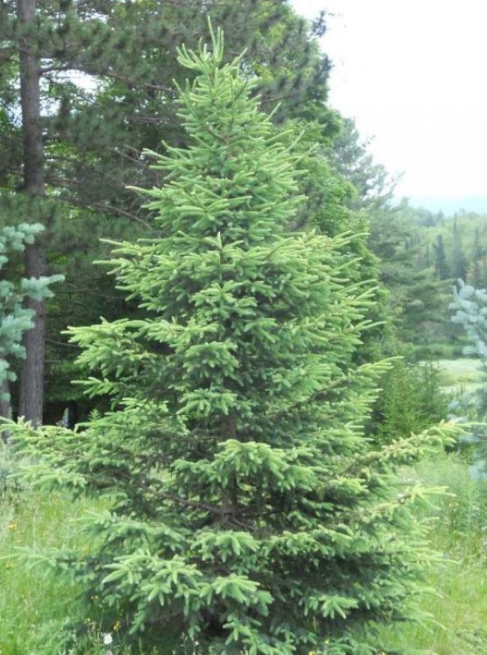 Ель обыкновенная picea abies