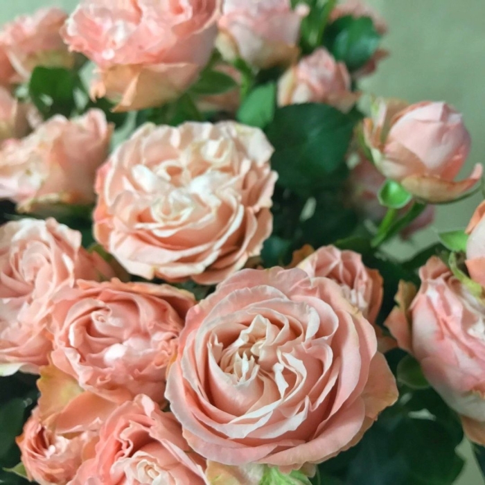 Роза спрей леди бомбастик