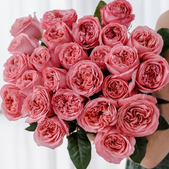 Роза пинк экспрешн