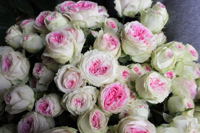 Мэнсфилд парк роза кустовая