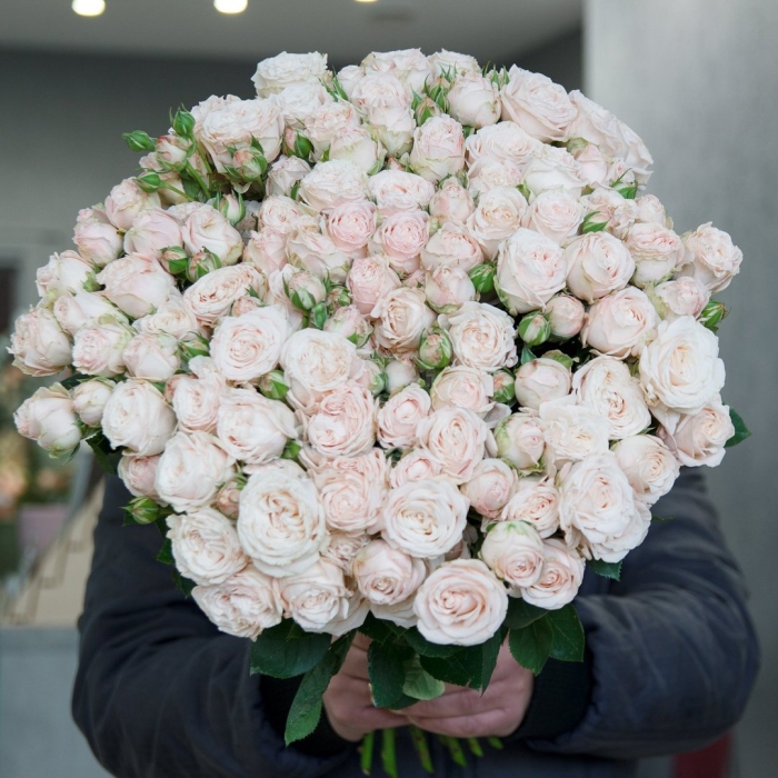 Пионовидная роза леди бомбастик