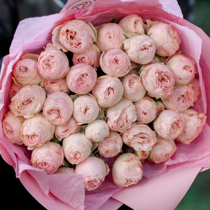 Пионовидная роза  менсфилд парк