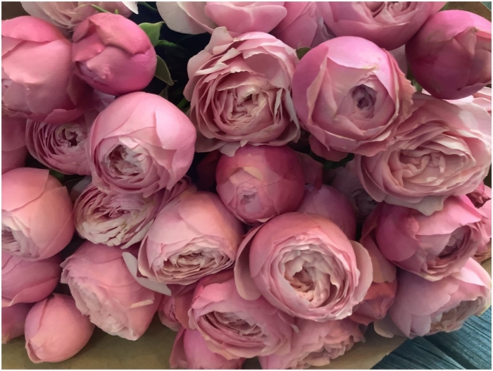 Роза сильва пинк