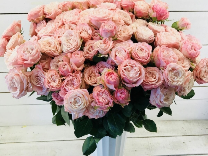 Бомбастик роза кустовая