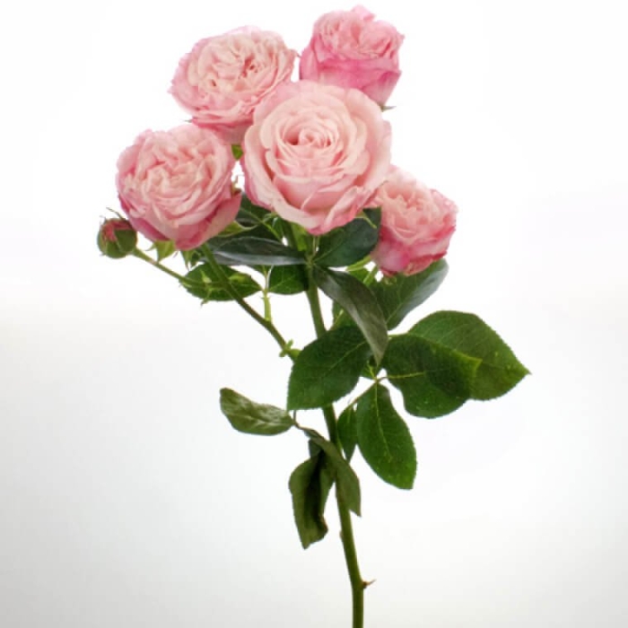 Роза кустовая пионовидная микс