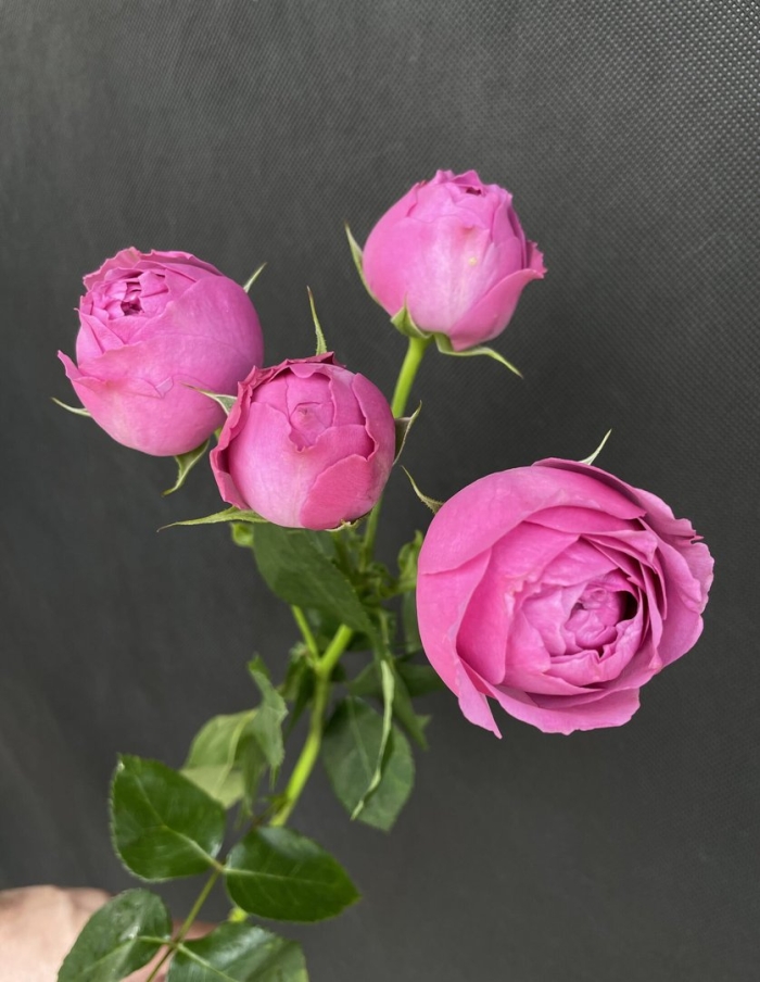 Роза кустовая мисти бабблз