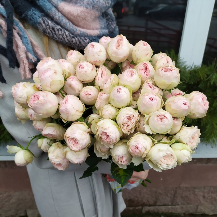 Пионовидная роза мэнсфилд парк