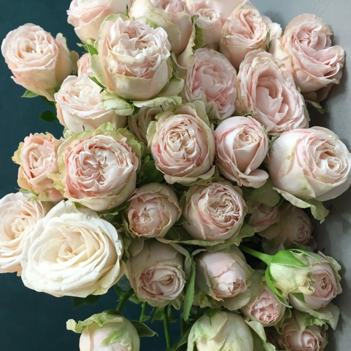 Роза кустовая бомбастик