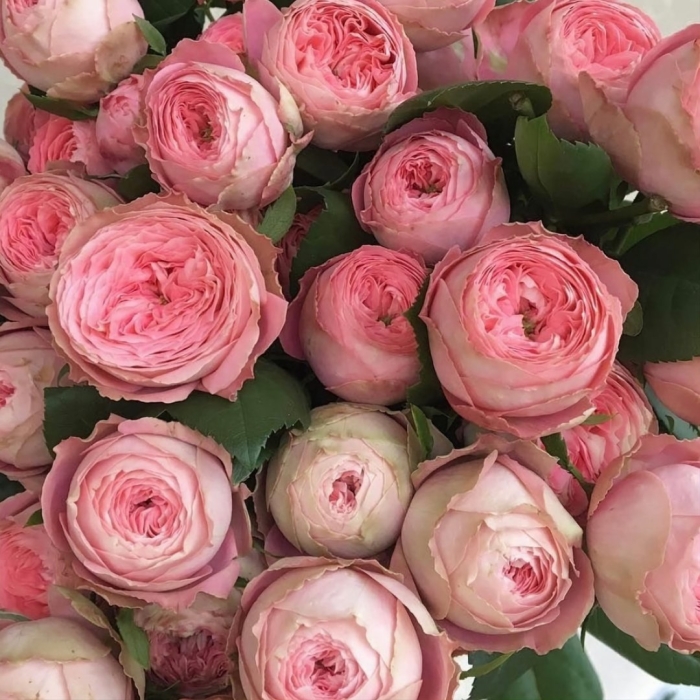 Пионовидная роза