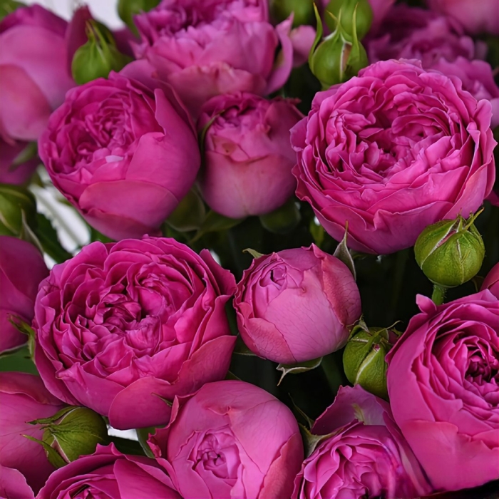 Пионовидная роза мисти баблс