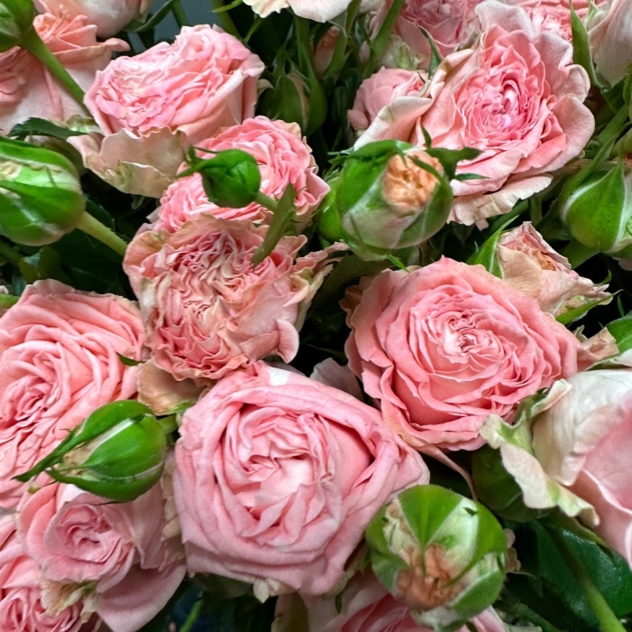 Кустовая пионовидная роза мадам бомбастик