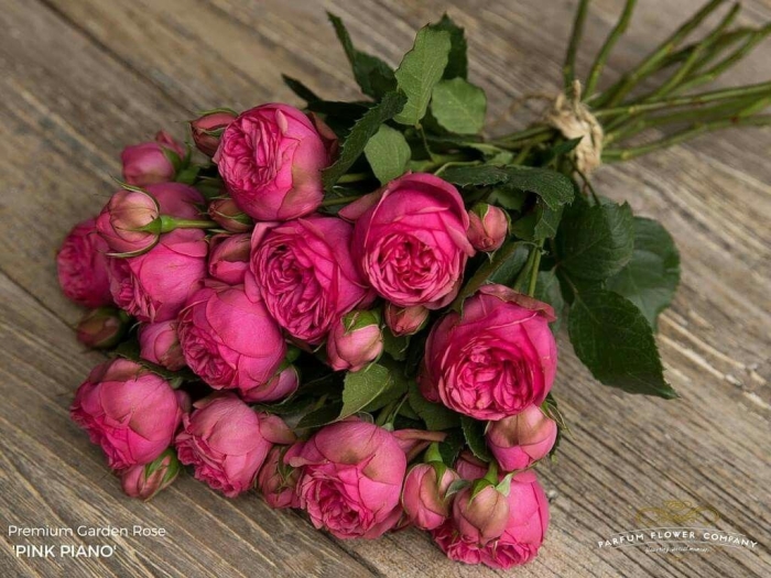 Роза пинк пиано