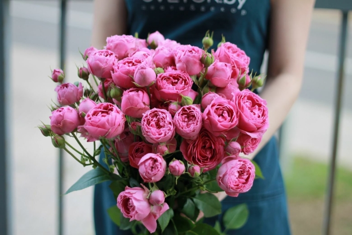 Мисти баблс роза кустовая