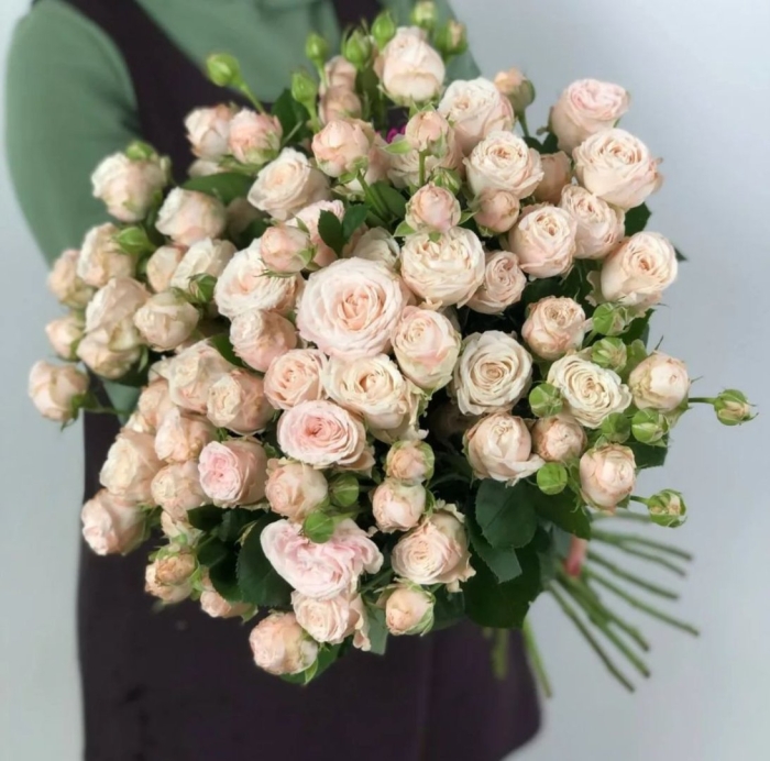 Роза куст леди бомбастик