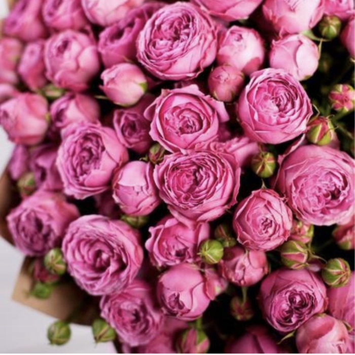 Кустовая роза мисти баблс