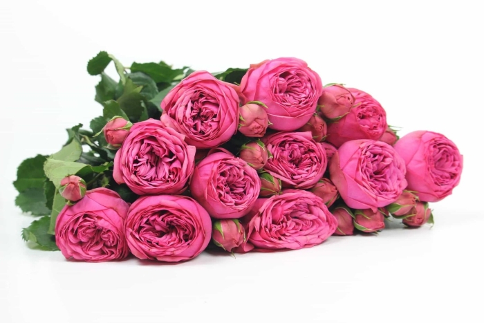 Роза пионовидная пинк пиано