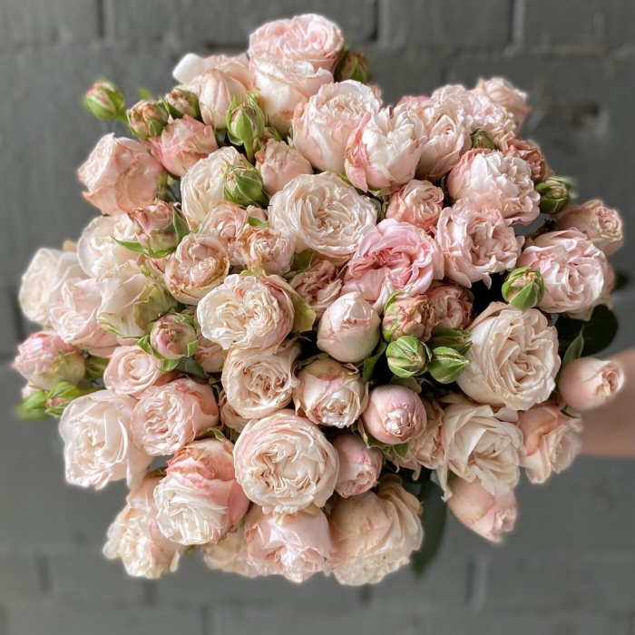 Роза кустовая леди бомбастик