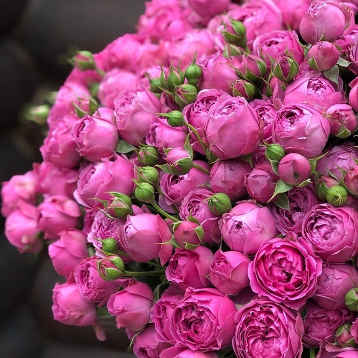 Мисти баблс роза