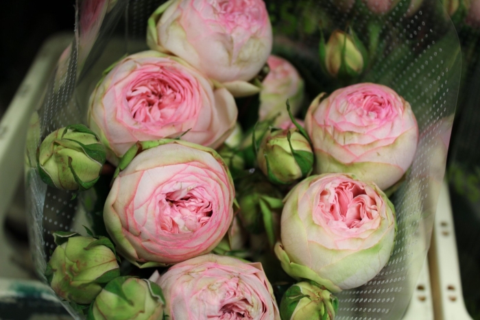 Роза бридал пиано