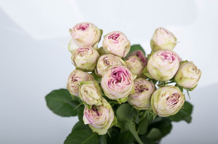 Роза кустовая пинк лейс