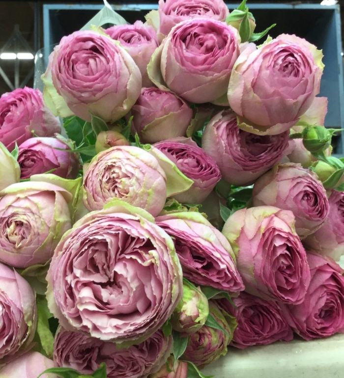 Роза блоссом бабблс