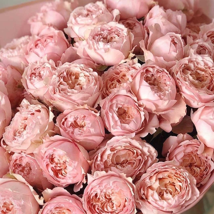 Пионовидная роза джульетта