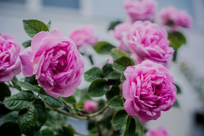 Чайная роза куст