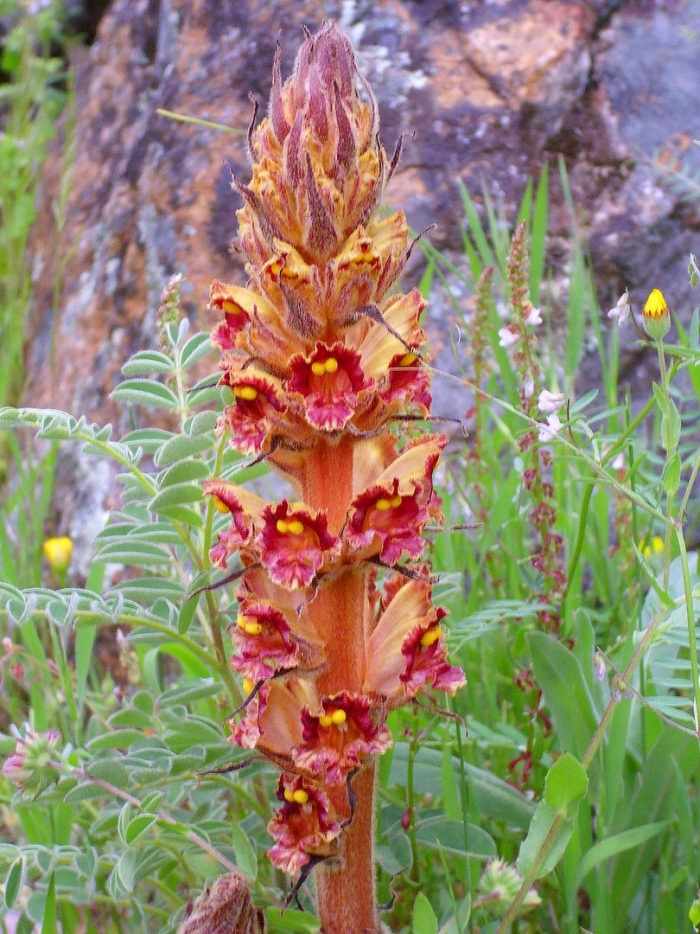 Заразиха растение паразит