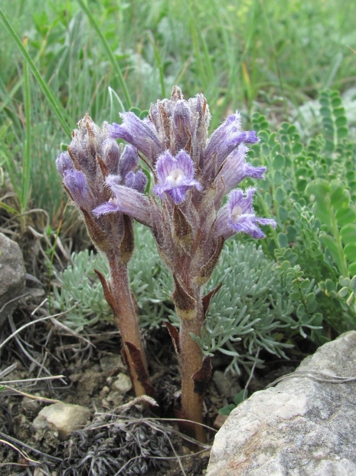 Заразиха голубая – phelipanche lanuginosa (c. a. mey.) holub (orobanche caesia reichenb)
