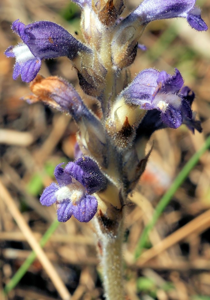 Заразиха (orobanche