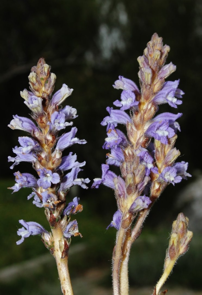 Заразиха ветвистая