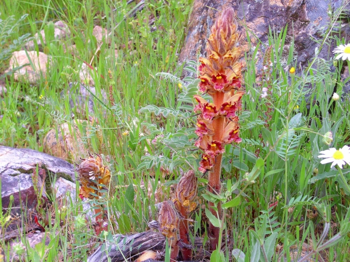 Orobanche gracilis