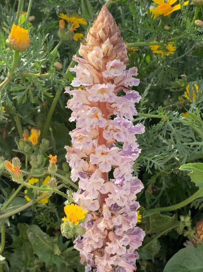 Заразиха бледноцветковая