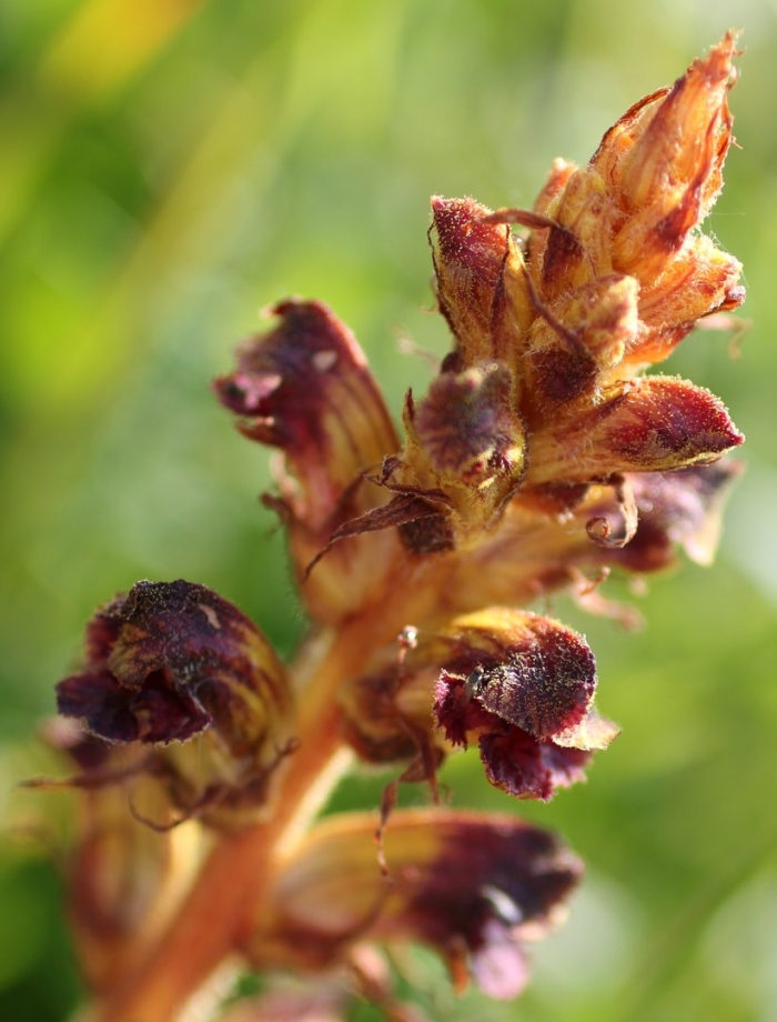 Заразиха бледноцветковая