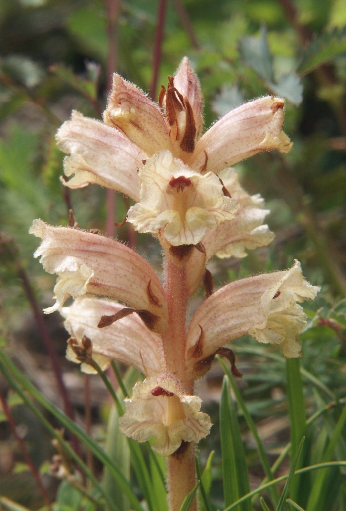 Orobanche alba