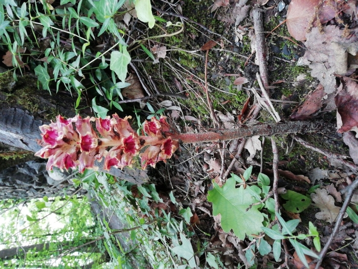 Растение петров крест