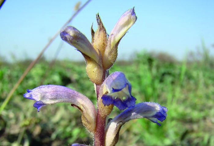 Заразиха кумская