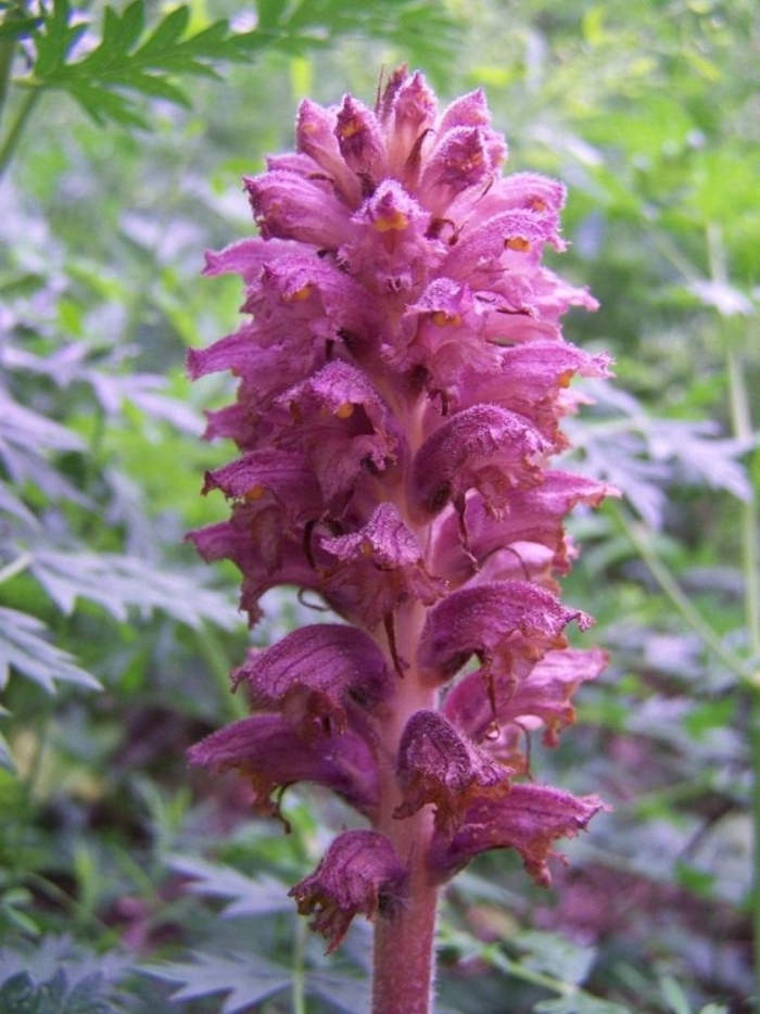 Заразиха orobanche