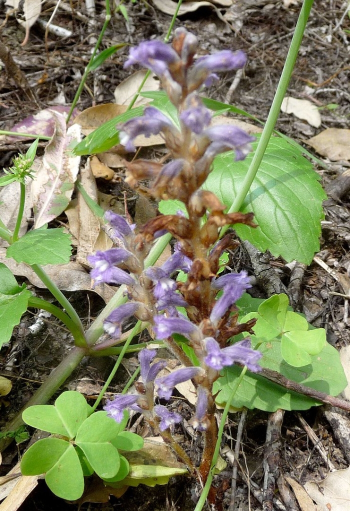 Orobanche ramosa