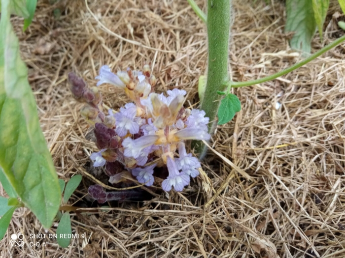 Растение заразиха