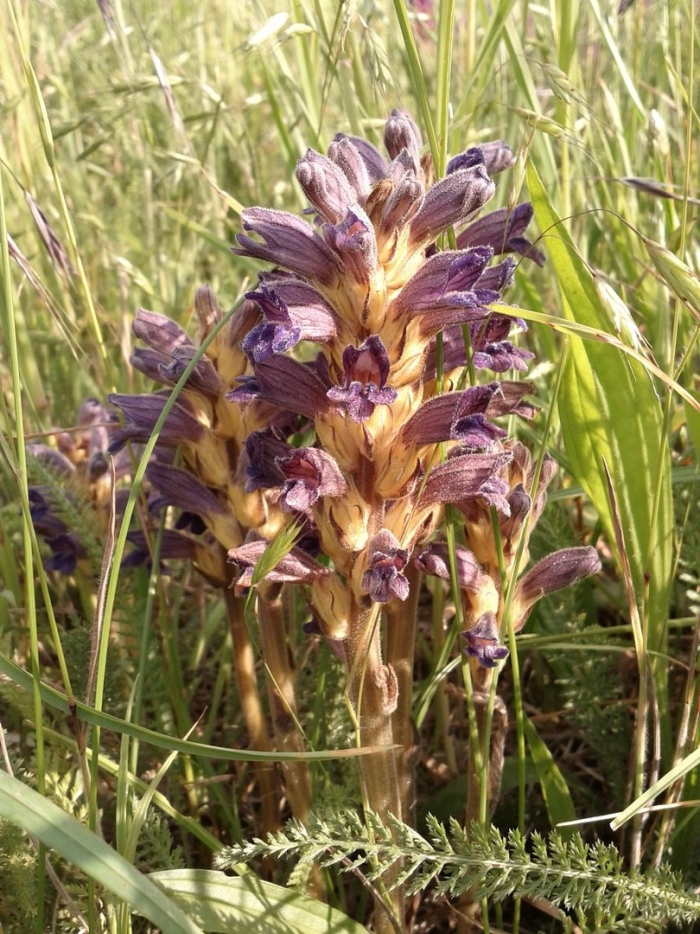 Phelipanche purpurea