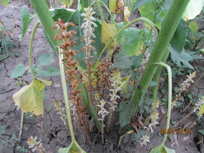 Сорняк заразиха подсолнечная