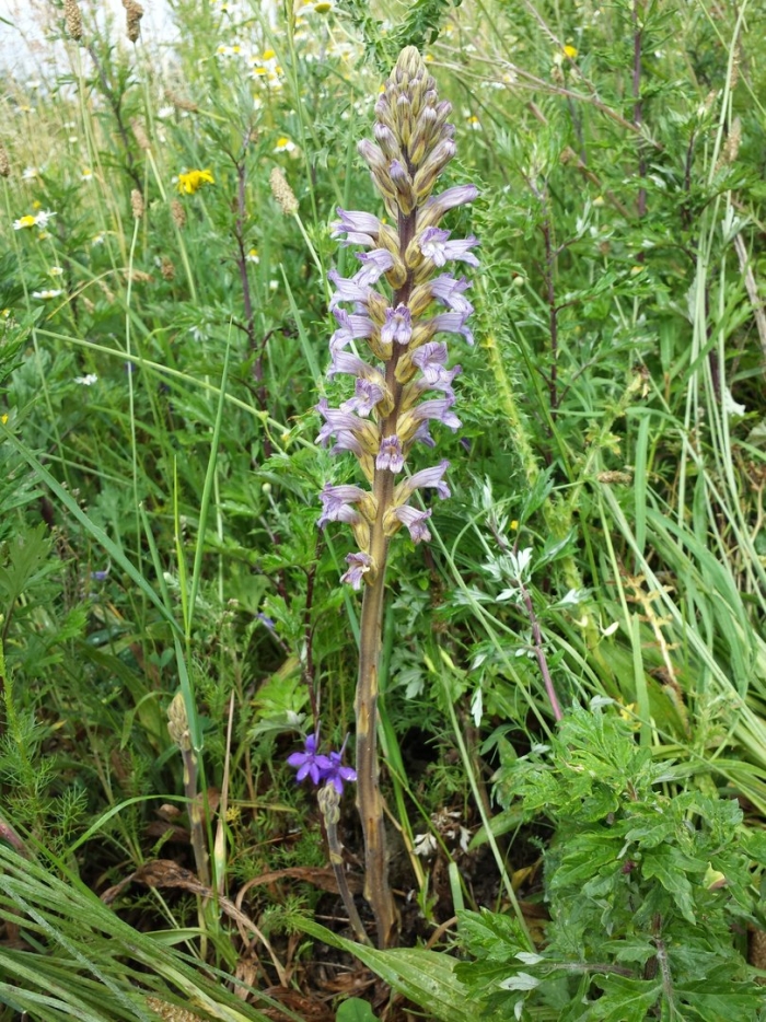 Orobanche purpurea
