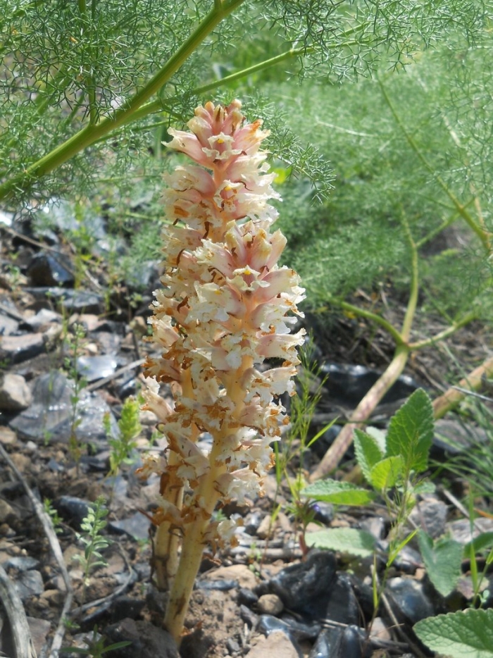 Заразиха египетская