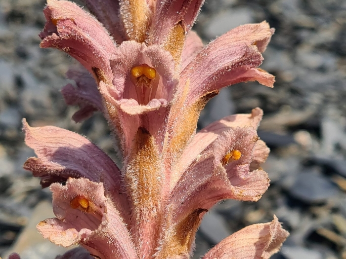 Orobanche caryophyllacea
